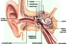 Что делать когда ухо плохо слышит