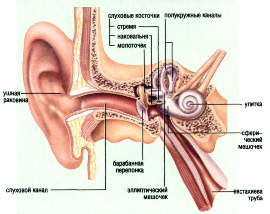 Что делать когда ухо плохо слышит