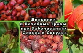 Шиповник и Лечебные Травы при Заболеваниях Сердца и Сосудов