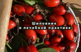 Шиповник в лечебной практике